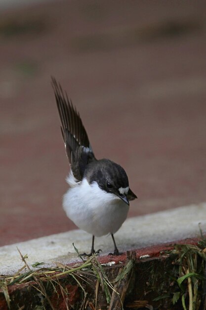 Photo un gros plan d'un oiseau perché sur une brindille