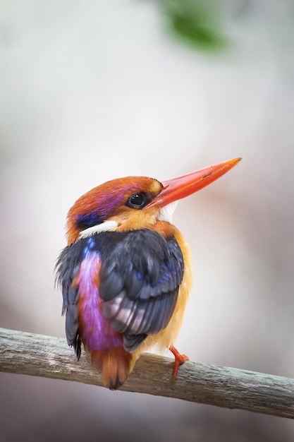 Un gros plan d'un oiseau perché sur une brindille