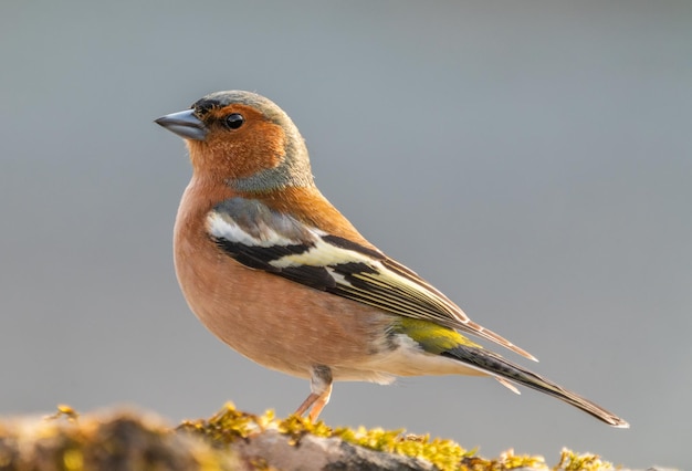 Un gros plan d'un oiseau perché sur un champ herbeux