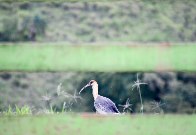 Photo un gros plan d'un oiseau perché sur un champ