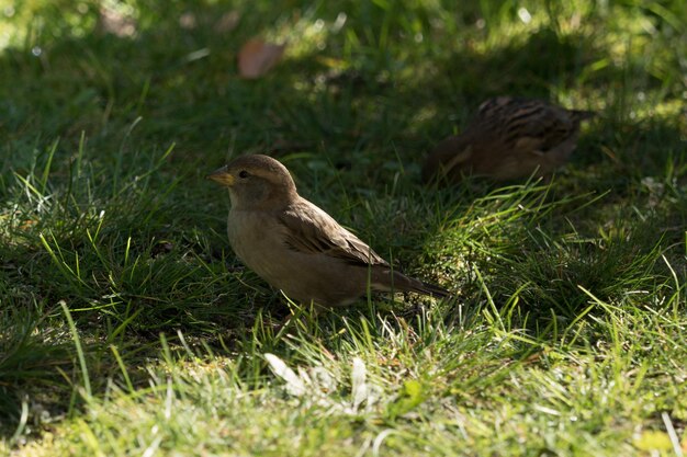 Photo un gros plan d'un oiseau perché sur un champ