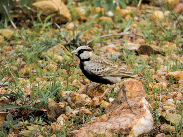 Un gros plan d'un oiseau perché sur un champ