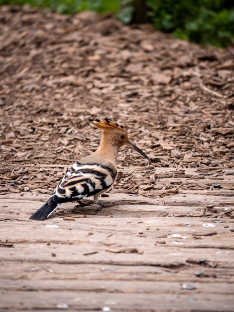 Photo un gros plan d'un oiseau perché sur un champ