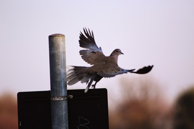 Photo un gros plan d'un oiseau perché contre un ciel dégagé