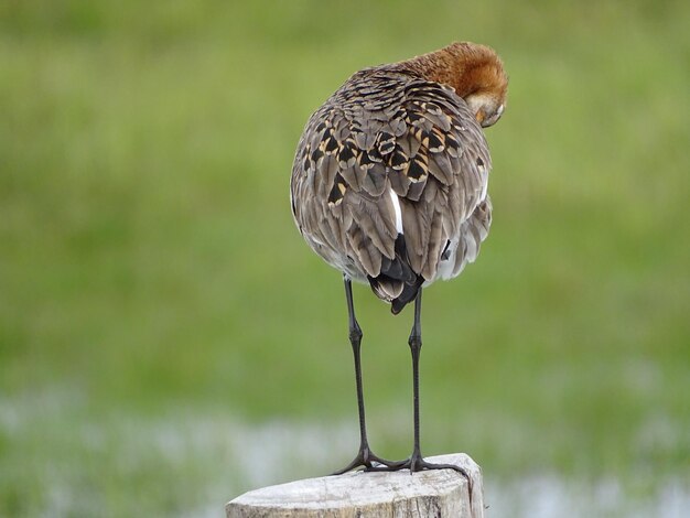 Photo un gros plan d'un oiseau perché sur du bois