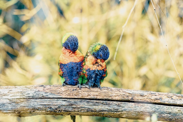 Photo un gros plan d'un oiseau perché sur du bois