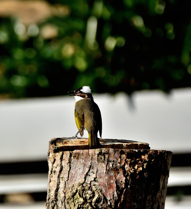 Photo un gros plan d'un oiseau perché sur du bois
