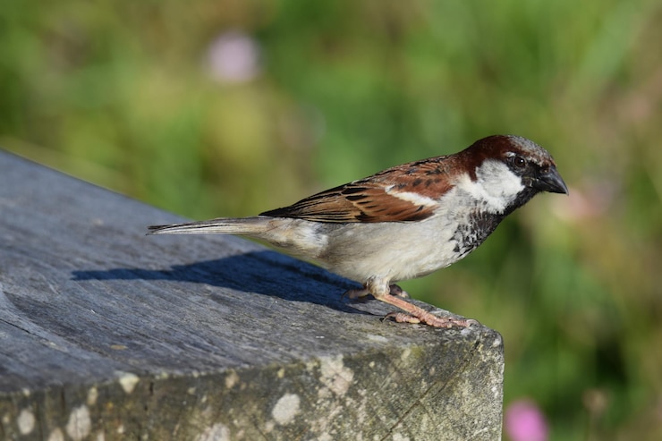 Photo un gros plan d'un oiseau perché sur du bois