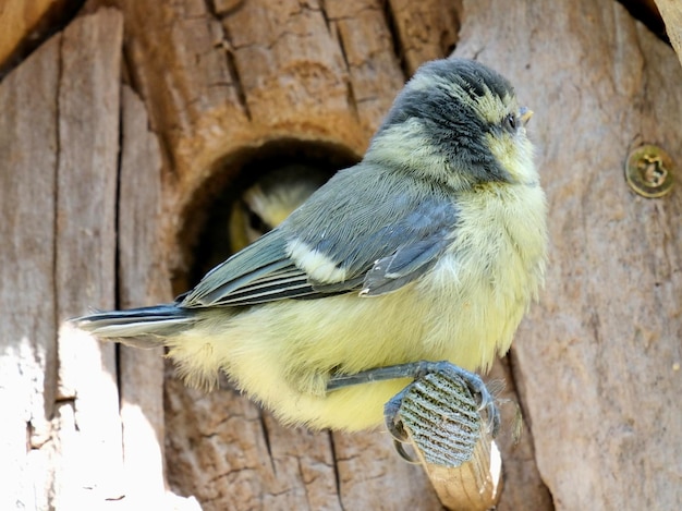 Photo un gros plan d'un oiseau perché sur du bois