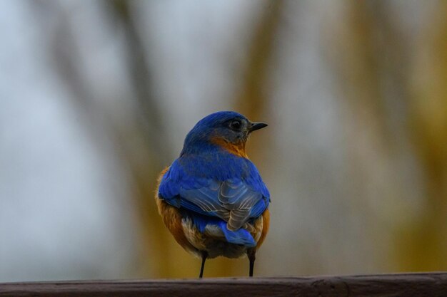 Un gros plan d'un oiseau perché sur du bois