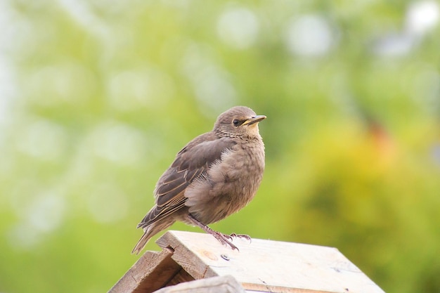 Photo un gros plan d'un oiseau perché sur du bois