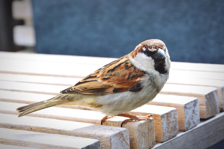 Photo un gros plan d'un oiseau perché sur du bois