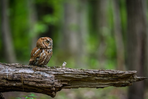 Un gros plan d'un oiseau perché sur du bois