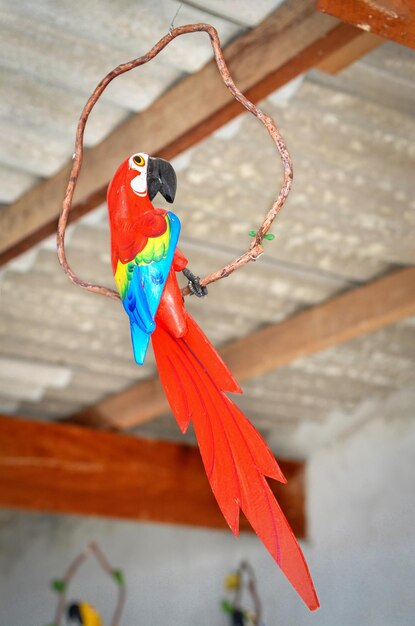 Photo un gros plan d'un oiseau perché sur du bois