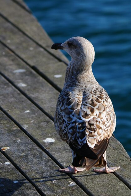 Photo un gros plan d'un oiseau perché sur du bois