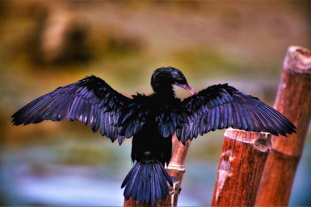 Photo un gros plan d'un oiseau perché sur du bois