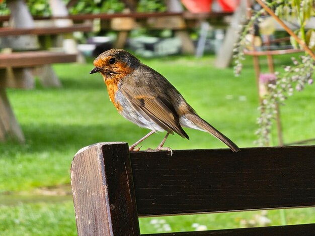 Photo un gros plan d'un oiseau perché sur du bois