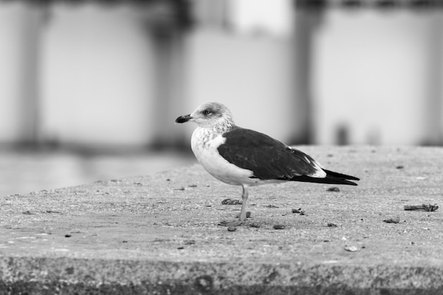 Photo un gros plan d'un oiseau perché sur du bois