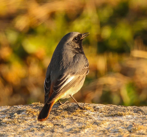 Un gros plan d'un oiseau perché à l'extérieur