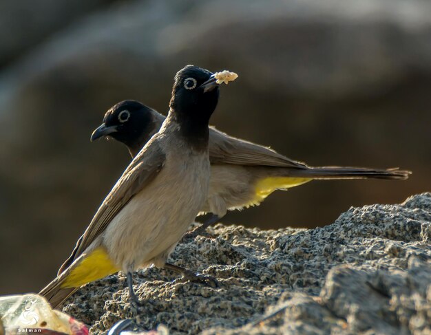 Photo un gros plan d'un oiseau perché à l'extérieur