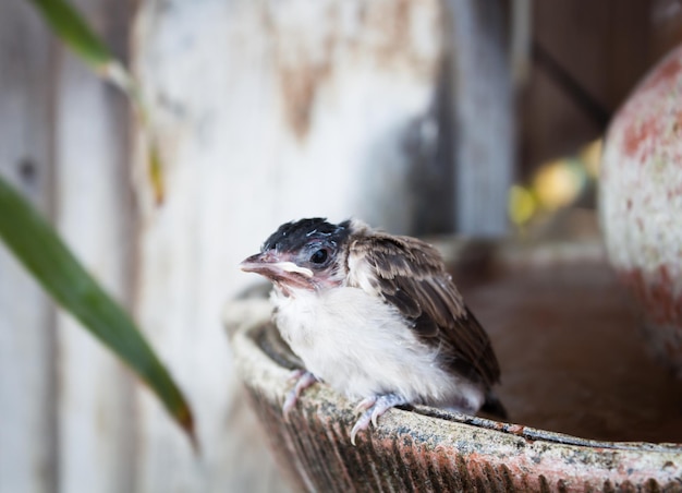 Un gros plan d'un oiseau perché à l'extérieur