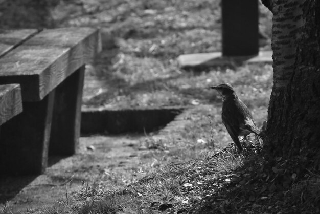 Photo un gros plan d'un oiseau perché à l'extérieur