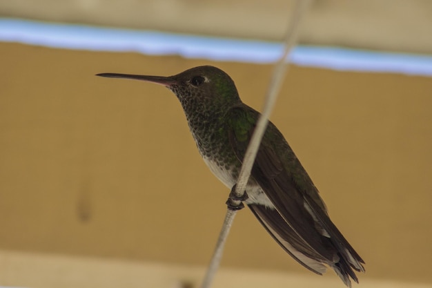 Photo un gros plan d'un oiseau perché à l'extérieur