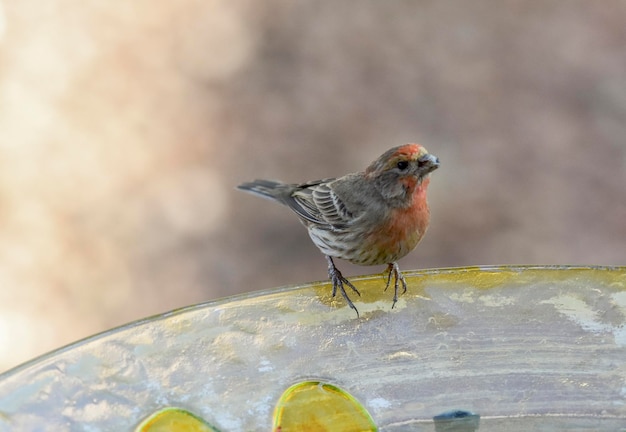 Photo un gros plan d'un oiseau perché à l'extérieur