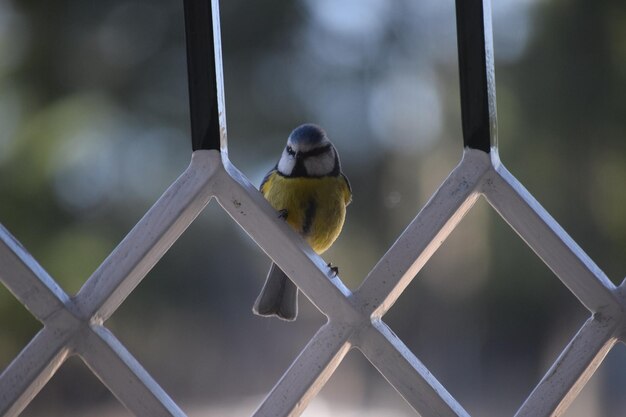 Un gros plan d'un oiseau perché à l'extérieur