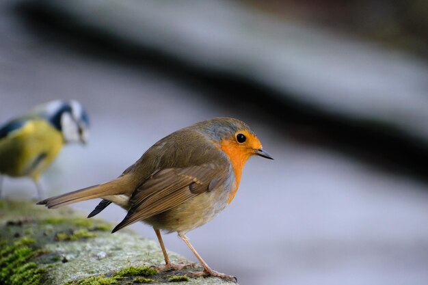 Photo un gros plan d'un oiseau perché à l'extérieur