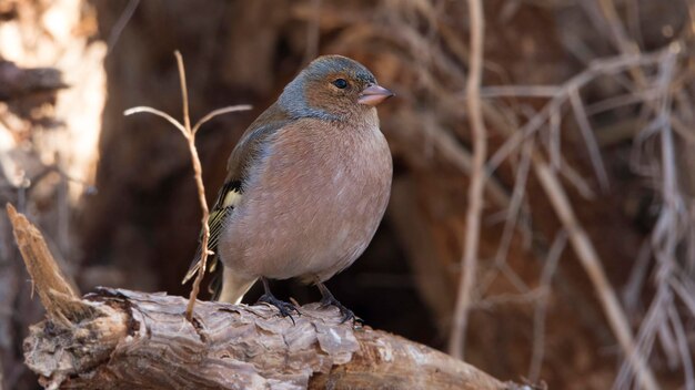 Photo un gros plan d'un oiseau perché à l'extérieur