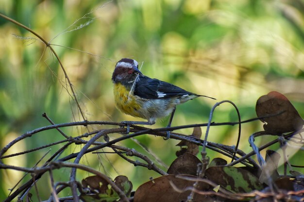 Un gros plan d'un oiseau perché sur une feuille