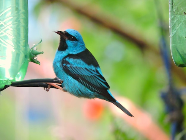 Un gros plan d'un oiseau perché sur une feuille