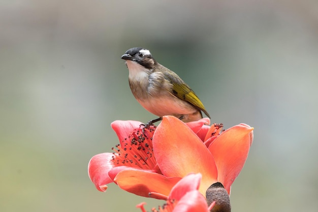 Photo un gros plan d'un oiseau perché sur une fleur rouge