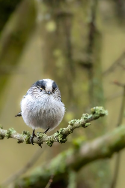 Un gros plan d'un oiseau perché sur une fleur