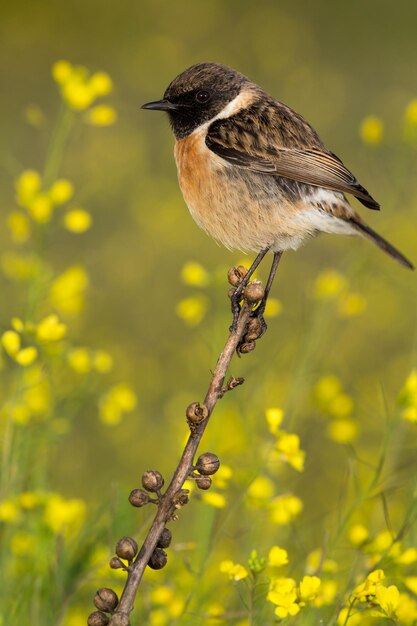 Un gros plan d'un oiseau perché sur une fleur