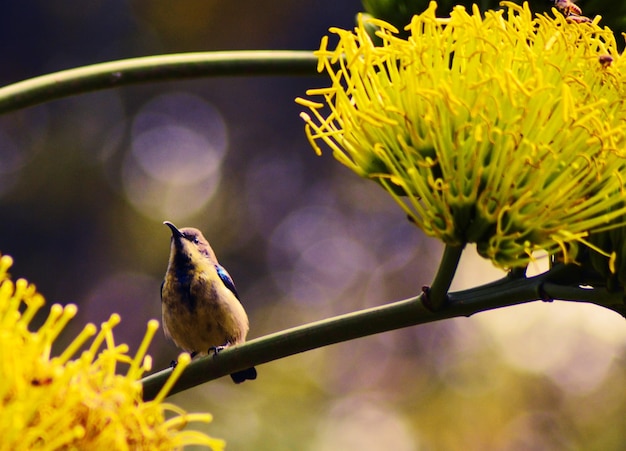 Photo un gros plan d'un oiseau perché sur une fleur