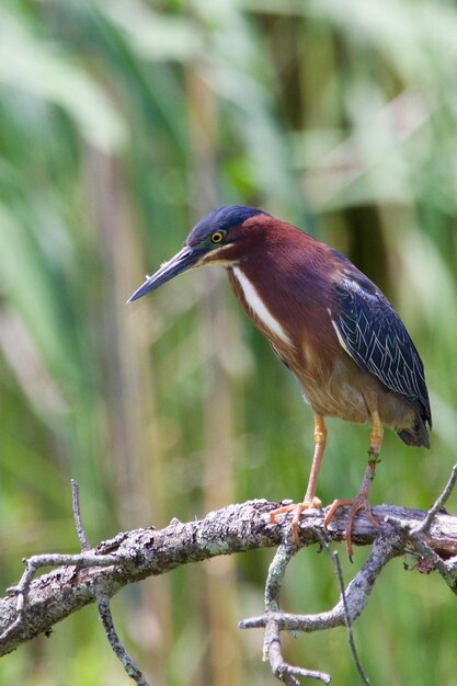 Un gros plan d'un oiseau perché sur un fond blanc