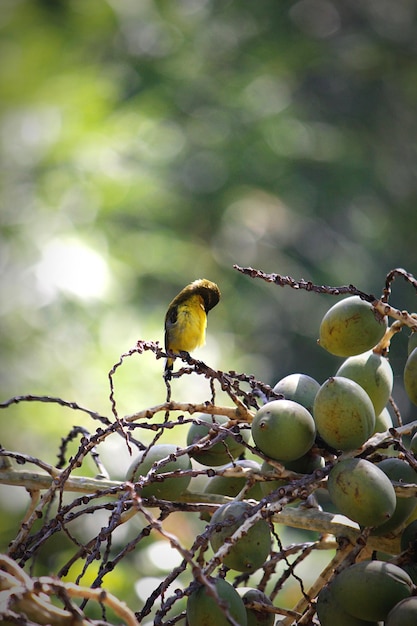 Un gros plan d'un oiseau perché sur un fruit