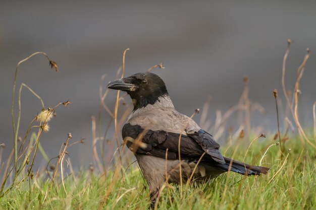 Un gros plan d'un oiseau perché sur l'herbe