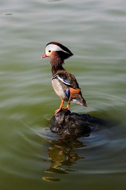 Un gros plan d'un oiseau perché sur un lac