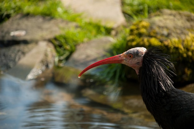 Un gros plan d'un oiseau perché sur un lac