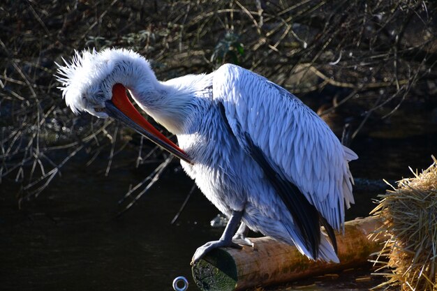 Photo un gros plan d'un oiseau perché sur un lac