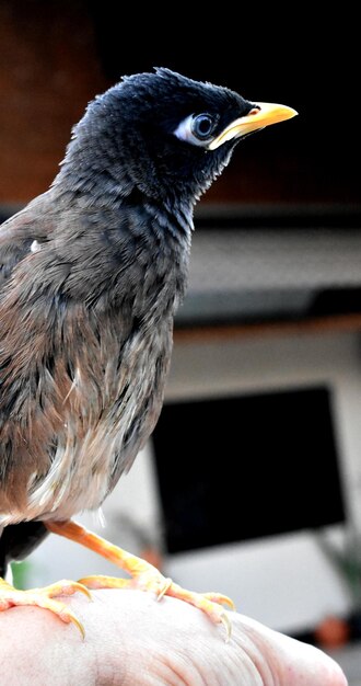 Photo un gros plan d'un oiseau perché sur la main