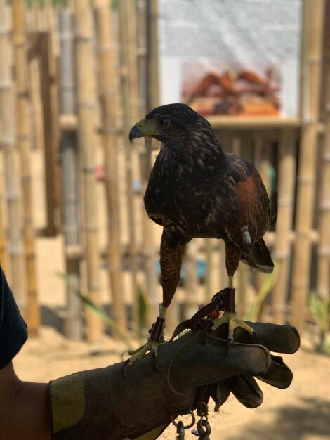 Photo un gros plan d'un oiseau perché sur la main