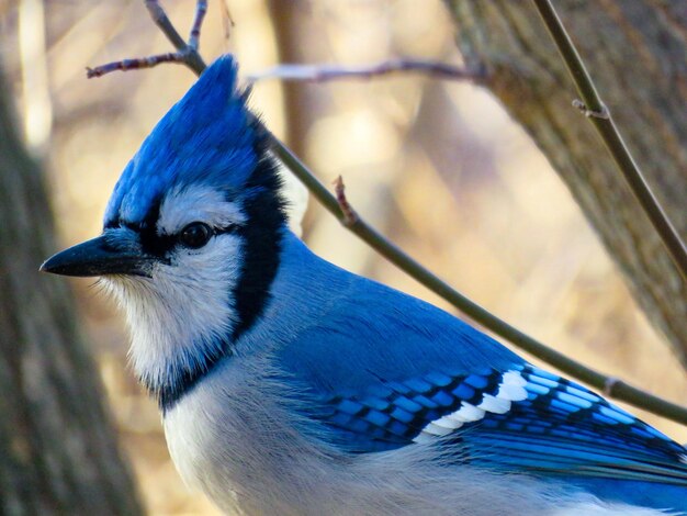 Un gros plan d'un oiseau perché sur un mur bleu