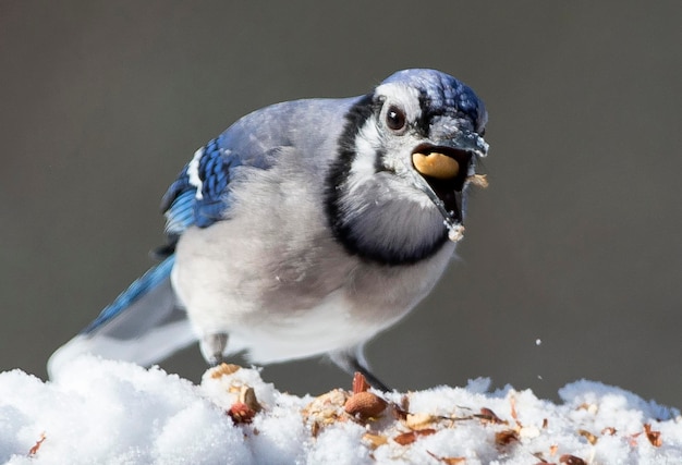 Un gros plan d'un oiseau perché sur la neige