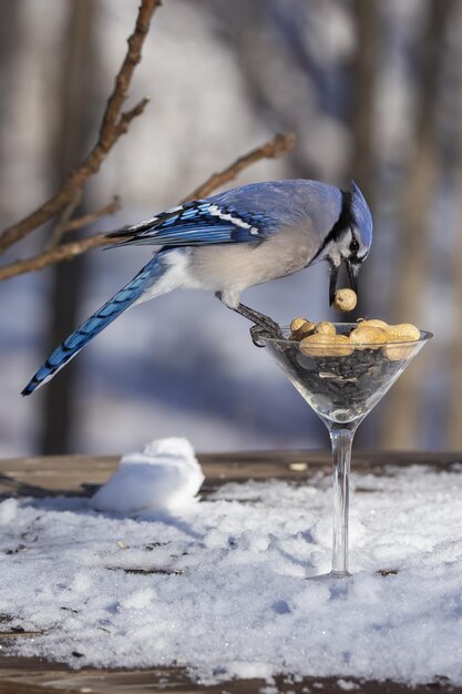 Un gros plan d'un oiseau perché sur la neige