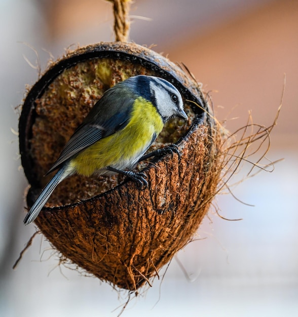 Photo un gros plan d'un oiseau perché sur un nid