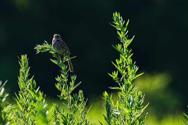 Photo un gros plan d'un oiseau perché sur une plante